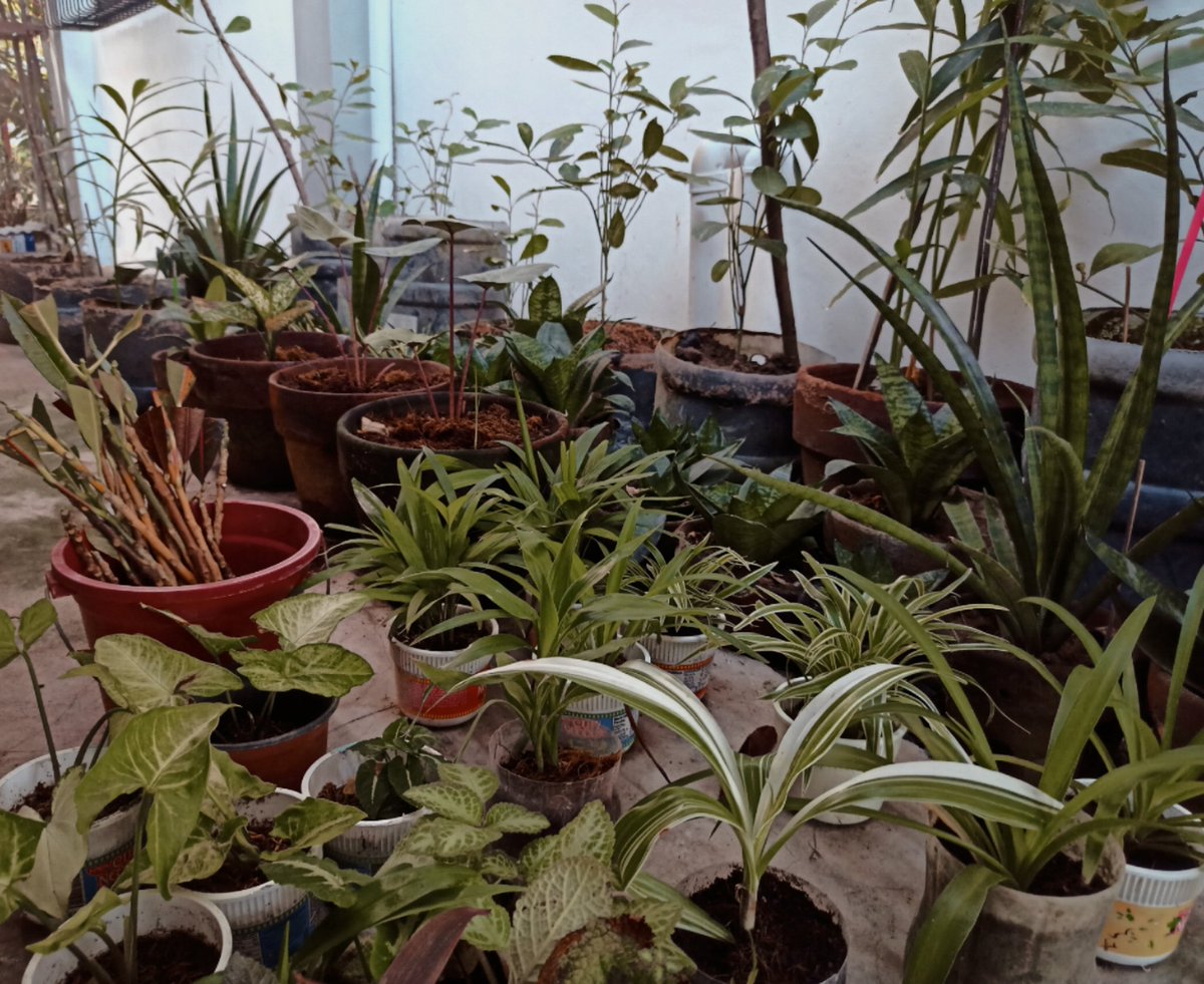 seatrusines's tweet photo. 𝐮𝐫𝐛𝐚𝐧 𝐠𝐚𝐫𝐝𝐞𝐧𝐢𝐧𝐠 is the process of growing plants in an urban area 🏙️ little by little, we can all help in making the environment 𝓱𝓮𝓪𝓵𝓽𝓱𝔂 𝓪𝓷𝓭 𝓫𝓮𝓪𝓾𝓽𝓲𝓯𝓾𝓵 🌿✨ 

Join #PhotoGreen2020 now to promote change 🌍 For every entry, a plant will be planted🌱 https://t.co/LPQQwsRbyp