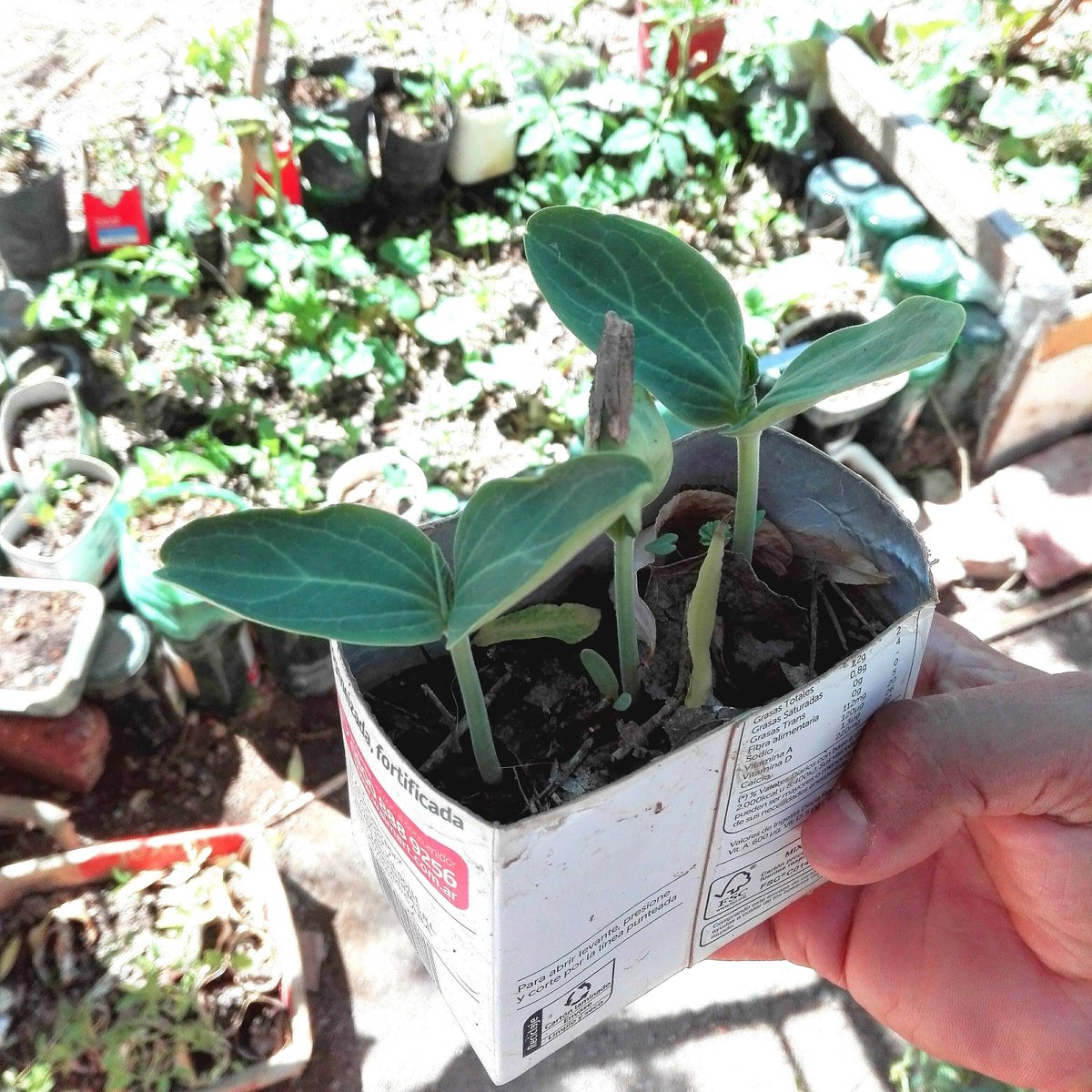 Ya están naciendo las plantitas de Lagenaria siceraria 😃 tengo un vídeo en el canal donde las siembro y explico que son youtu.be/tagpKgAQ9qQ