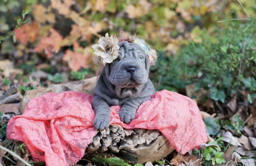 AutumnMarie69's tweet photo. I’m a fur momma to the most precious pei baby!!!! Everyone meet Diamond Dior💎💎 https://t.co/qF2y7ACD01