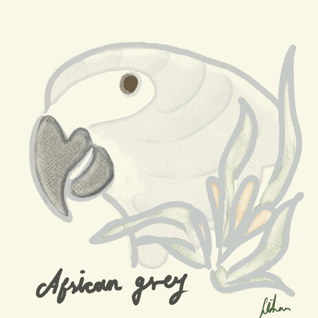 pimalaogong8's tweet photo. African grey parrot

 #lovenature 
#africangrey #africangreyparrot #grayafricanparrot #parrots #parrotlover #birdlovers #bird #wildlife #african #africanflower #パロット　#鳥　#アフリカングレーパロット #love #イラスト #野鳥　#お絵描き　#gray #とり #singaporeartist https://t.co/tq5oKcs2D9