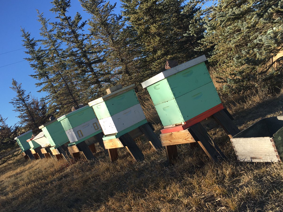 COHempHoney's tweet photo. Things are quieter at the beehives lately days get shorter and the nights get colder. #bees #beeekeeping #beekeepers #hives #beehives #localhoney #honey #apiary #coloradohemphoney #frangoisafarms #beepollen #beepropolis #savethebees #adoptahoneybee https://t.co/eH9fdYZnMb