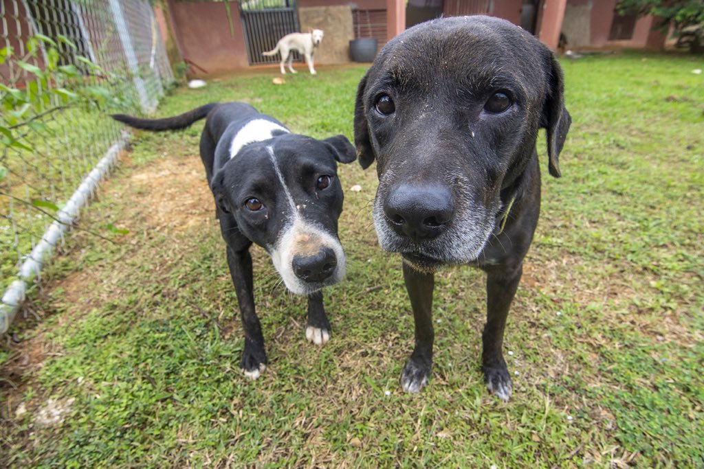 BarksofHope's tweet image. Check out our new website here: barksofhope.org

And check out our #GivingTuesday Fundraiser here: ow.ly/TNX850Cx3Kl