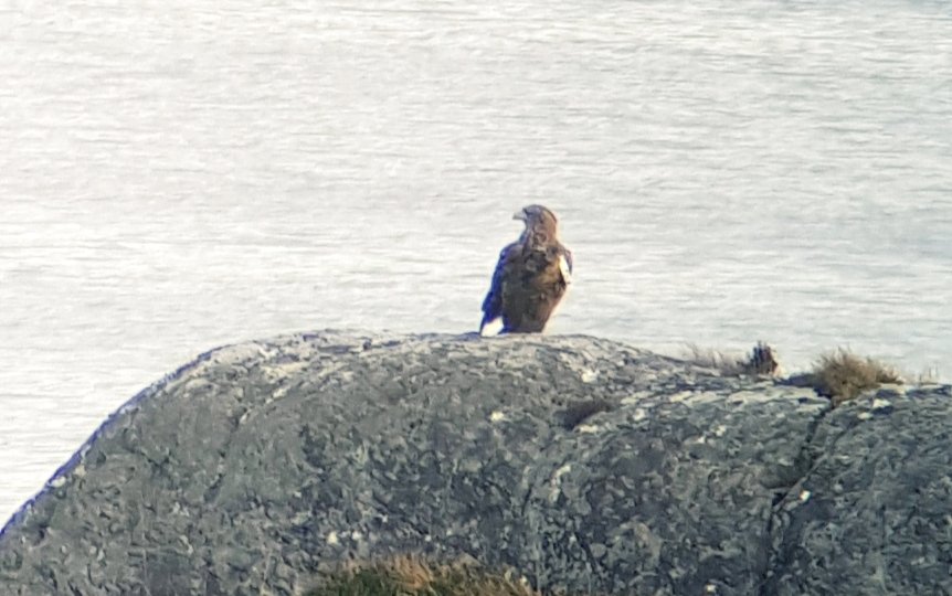 Hatching Of Rare Eagles Caught On Live Webcam