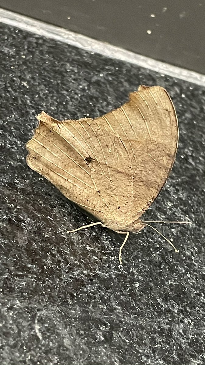 Leafwing butterfly....

Nature's message was always there and for us to see. It was written on the wings of butterflies.
-Kjell B. Sandved

#butterfly #nature #naturebeauty😍 #naturephotography #naturelove #shotoniphone12 #pictureoftheday #pictureperfect #photography📷