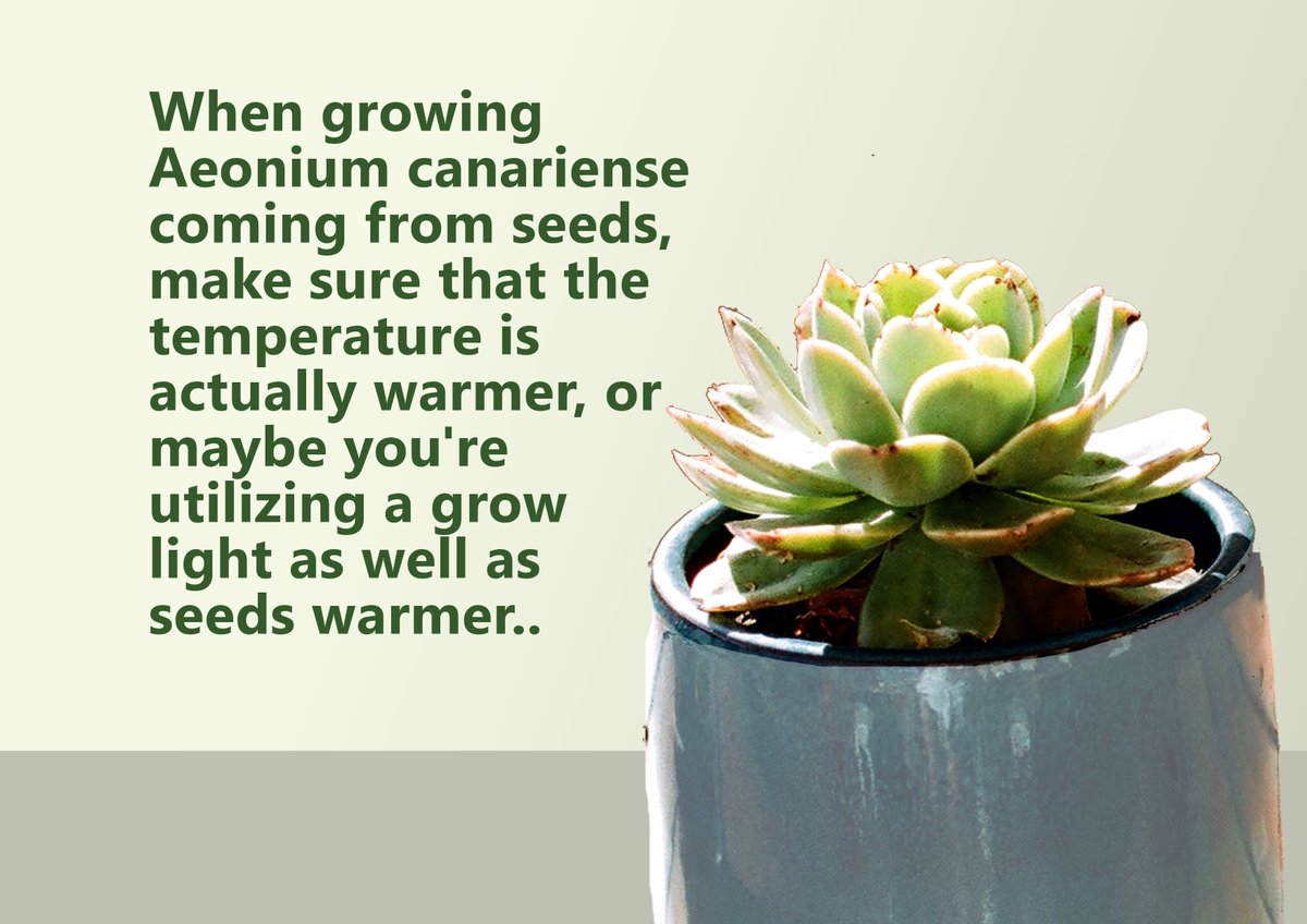 GuidePlanting's tweet image. Aeonium canariense is also known as &quot;Giant Velvet&quot;. The blossom attracts hummingbirds. This large shrub-like succulent has brilliant green rosettes which turn reddish in the sun that is full.
#theplantingguide #aeoniumcanariense #succulent
theplantingguide.com/plant/2020/11/…