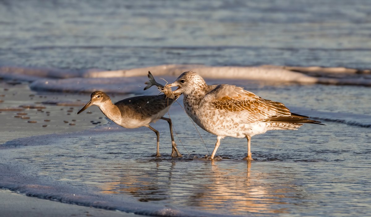 BHIConservancy's tweet image. The gull with the catch of the day! 🦐

#sharingnature #gull #shrimp #birdsofbhi 
#bhinc #baldheadisland