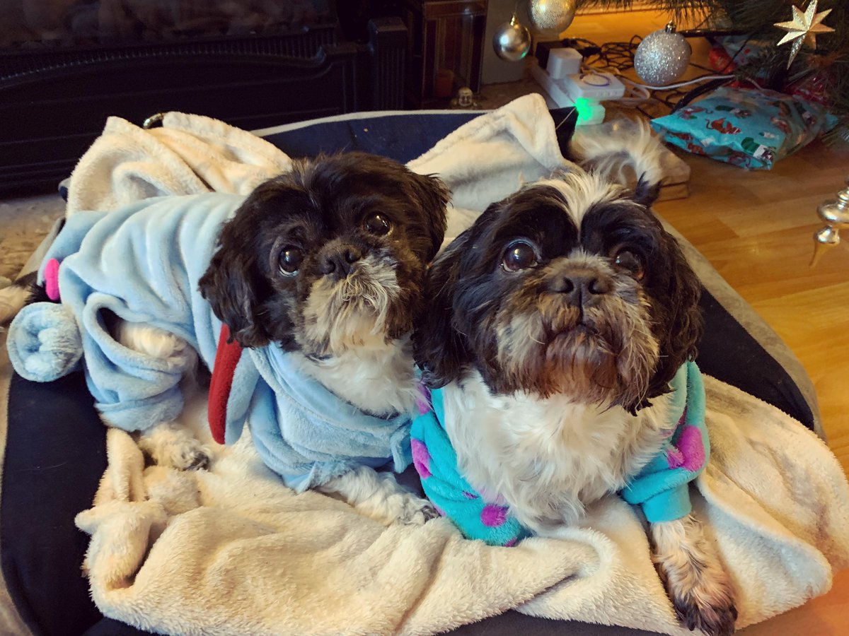 JadeSummer's tweet photo. The sweetest twins 😍 https://t.co/dEjoIIoH6Q