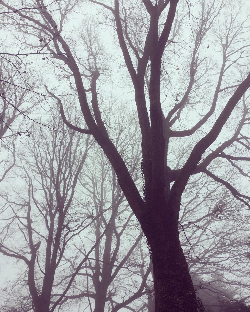 MWBoyleWriter's tweet image. Branches bleed ink into cotton sky, a whisper of feathers and a crow’s cry. #writerscommunity #writer