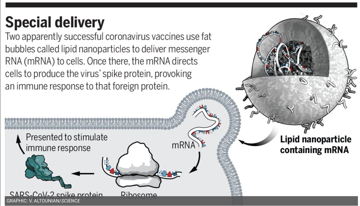 On en est des vaccins  #COVID19 ? Un petit thread sur les 5 vaccins dont on parle le plus  #Pfizer/ #BioNtech  #Moderna  #Oxford/ #AstraZeneca  #Sputnik5  #Sinovac -  #CNBG