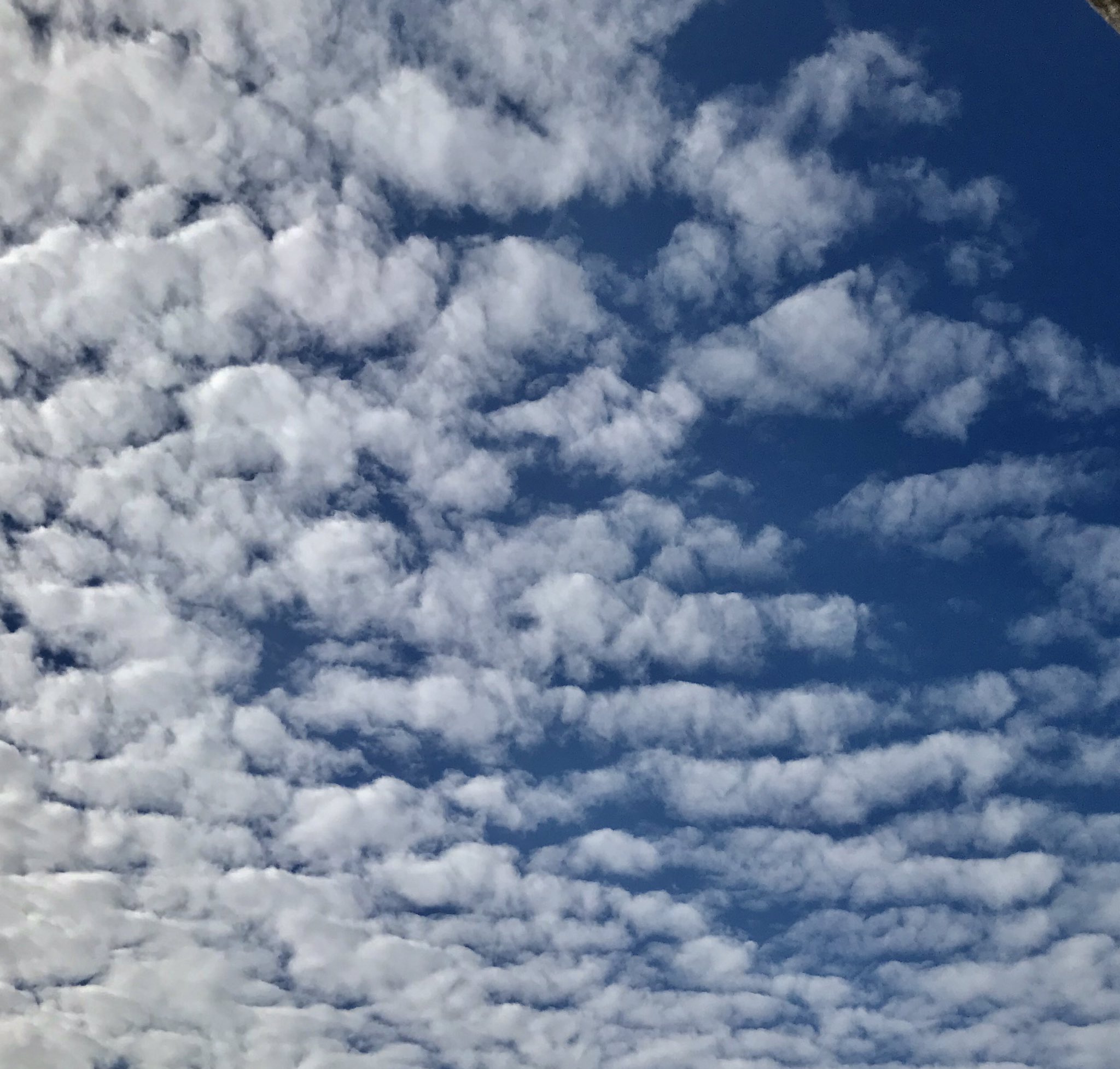 Nana 英語 秋の空は いわし雲 さば雲 ひつじ雲 雲がきれいですよね この呼び方って日本語だけ 英語圏でも Sheep Cloudsと言うようですね ネイティブキャンプの先生に雲好きな方がいたら雲の話したいなあ 巻積雲はcirrocumulus 高積雲は