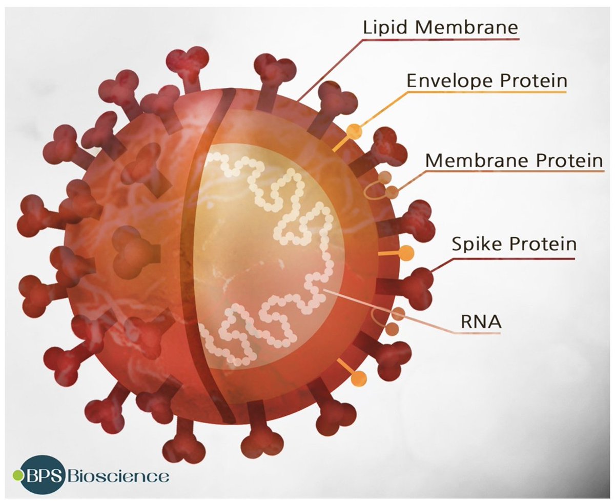 Pour  #COVID19  #SARS_CoV_2 on prend de l'ARN qui fait produire la protéine Spike du virus (celle qui fait la COURONNE du CORONAvirus, d'où le nom)Facile à reconnaître et essentielle à l'entrée du virus dans les cellules humaines