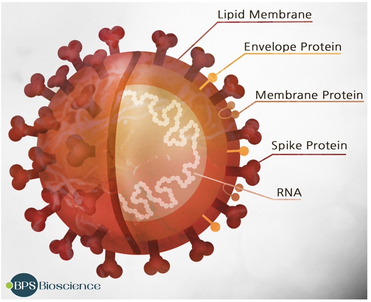 Pfizer/BioNtech : le vaccin BNT162b2Il s’agit d’un vaccin à ARN : petit rappel sur le procédé avant de commencerSpoiler : ce n'est ni nouveau ni dangereux !