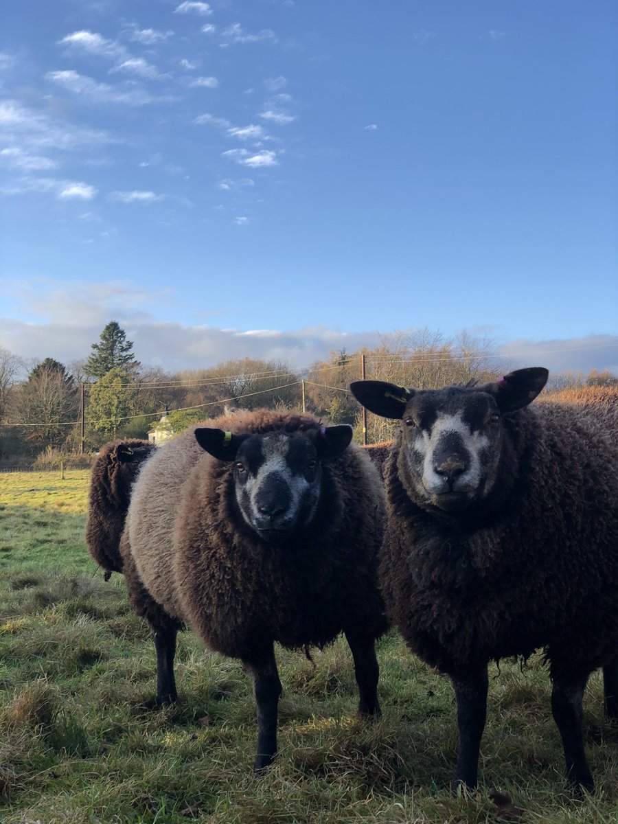 Ettyhol's tweet photo. Just a lil in luv #sheep365 https://t.co/JIjrDBTU21