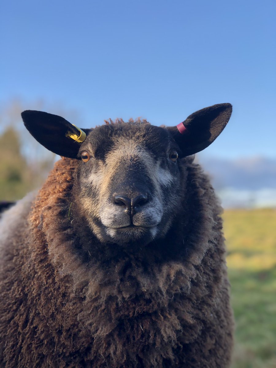 Ettyhol's tweet photo. Just a lil in luv #sheep365 https://t.co/JIjrDBTU21