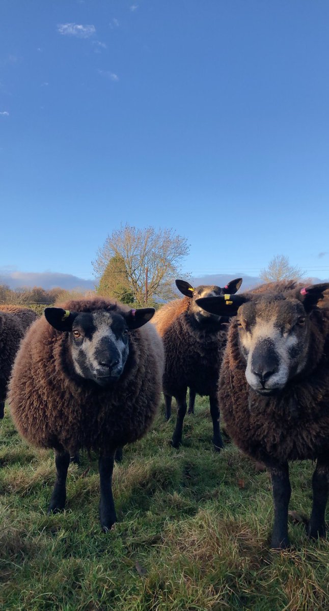 Ettyhol's tweet photo. Just a lil in luv #sheep365 https://t.co/JIjrDBTU21