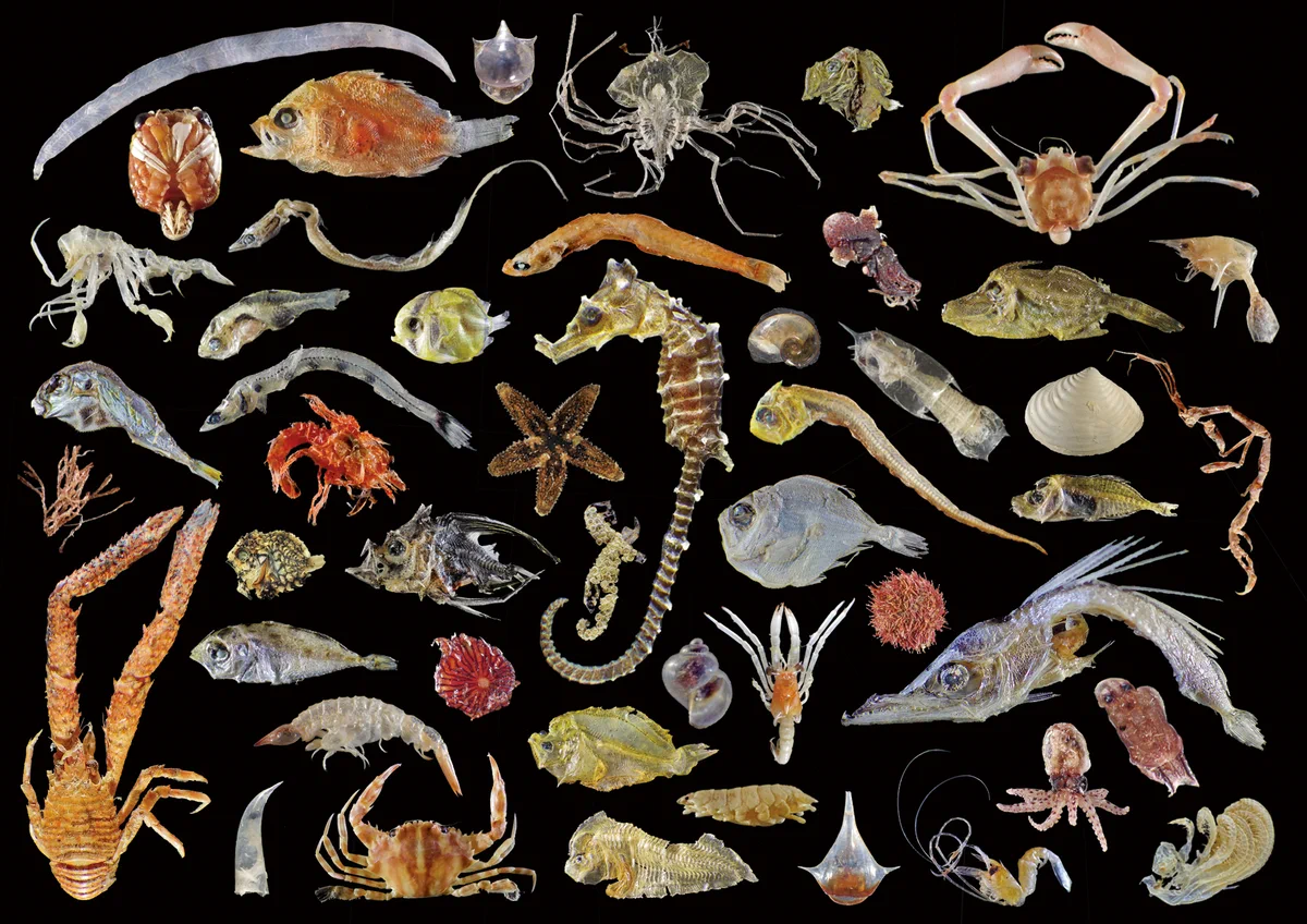 こんなにもたくさんの種類が！ちりめんじゃこに混じるチリメンモンスターたち！