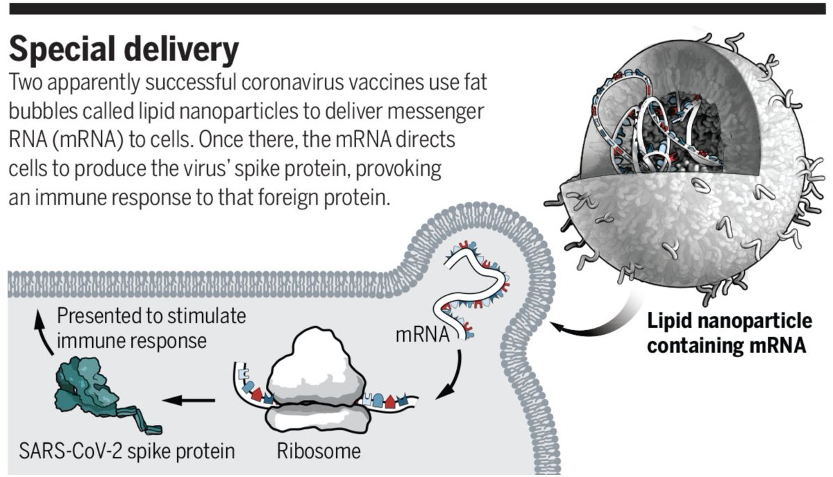 On injecte de l'ARN viral support de l'info génétique des coronavirusARN viral est mis ds capsules de graisse qui peuvent entrer ds cellules humainesARN va permettre aux cellules de produire un bout de virus qui pourra ensuite être reconnu par le système immunitaire