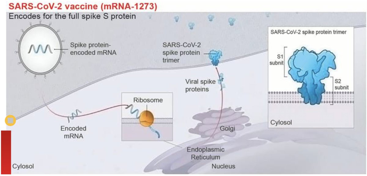 Moderna mRNA-1273Un autre vaccin à ARN (voir plus haut)