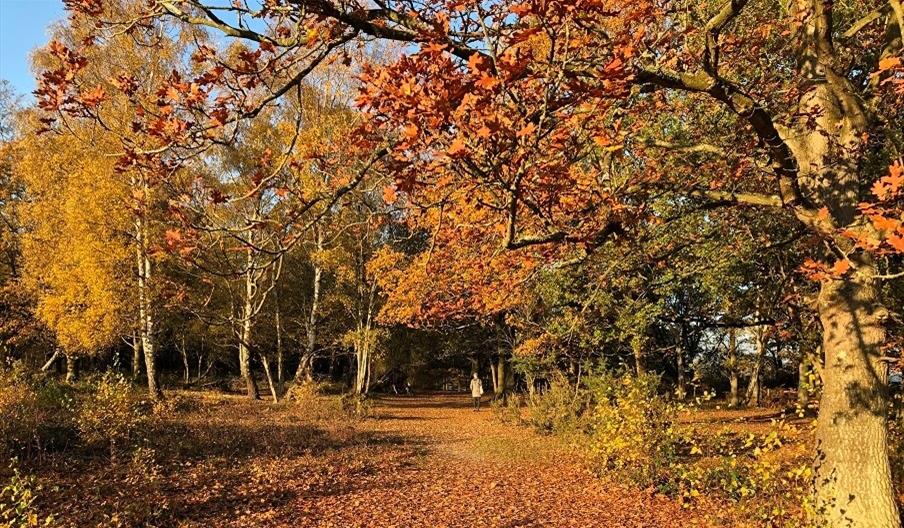 To the south of the village lies Tiptree Heath, the largest surviving heathland in Essex and a site of special scientific interest (and wonderful Autumnal Walks)  #AtoZofLockdownColchester https://www.visitcolchester.com/things-to-do/tiptree-heath-p1190751