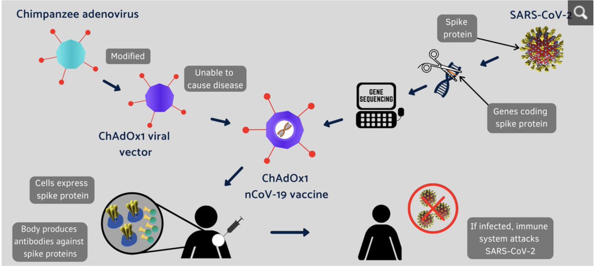 Oxford / AstraZenecaCe vaccin utilise un vecteur viral, un adénovirus « handicapé », non infectant, qui a été modifié pour « présenter » la protéine Spike du COVID-19 et induire une réponse immunitaire