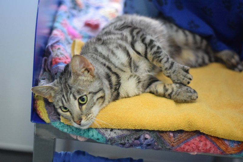 Battersea_'s tweet photo. Due to its sweet taste, antifreeze can be appealing to our cats. However, even just a few drops in a puddle or a spill under your car is enough to cause serious, if not fatal damage.  If you think your cat may have been exposed to it in any way, contact your vet immediately. https://t.co/F7vanvXc2r
