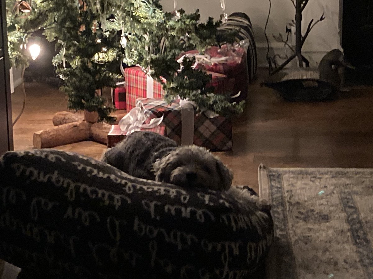 Tedkinz's tweet photo. It’s such an insidious plan. Everyone knows I have a think for the girl poodles. I must remember that she is the enemy. You can see how dangerous she is... https://t.co/rJCqWp11Zl