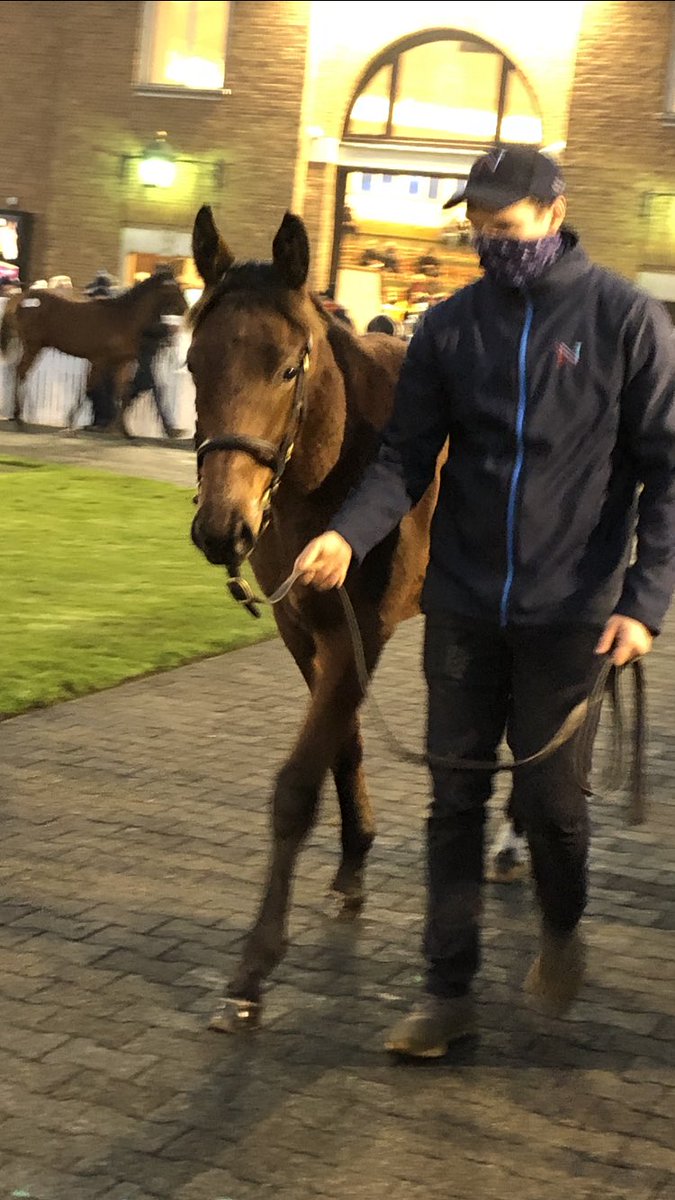 Ballyhane Stud tweet media