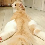 猫の身体は柔らかいけれど？猫ってこんな寝方します？w