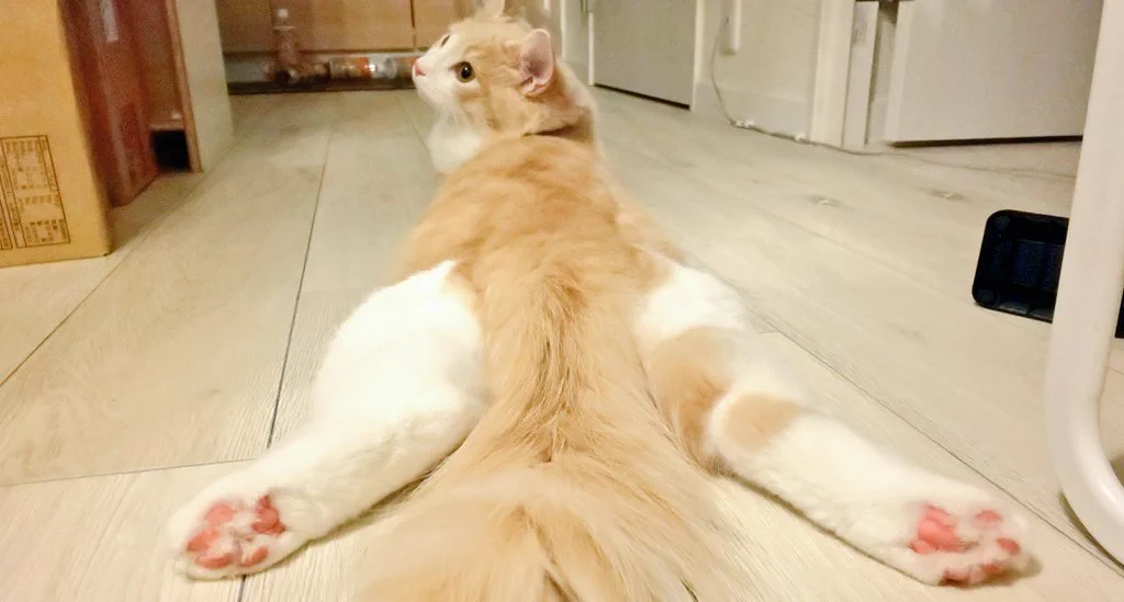 猫の身体は柔らかいけれど？猫ってこんな寝方します？ｗｗ