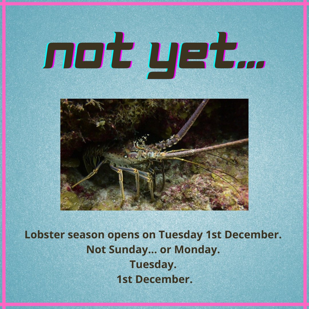 doecayman's tweet photo. Open season for lobster begins on TUESDAY 1st Dec. but there are legal take limits to protect our ability to continue these traditions. Only take within your limit. More info: https://t.co/zJIu49MTft
#lobster #OnlyThree #Cayman #limits #StayInTheLimit https://t.co/0iiNwwbSC1