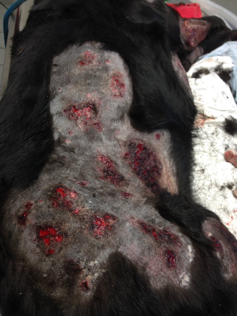 Ose me dire que ça, ce n’est pas de la maltraitance animale. Ose me dire que ça ne te fait rien. Et si tu crois que ces cas sont exceptionnels, dis-toi que c’est juste mon quotidien…