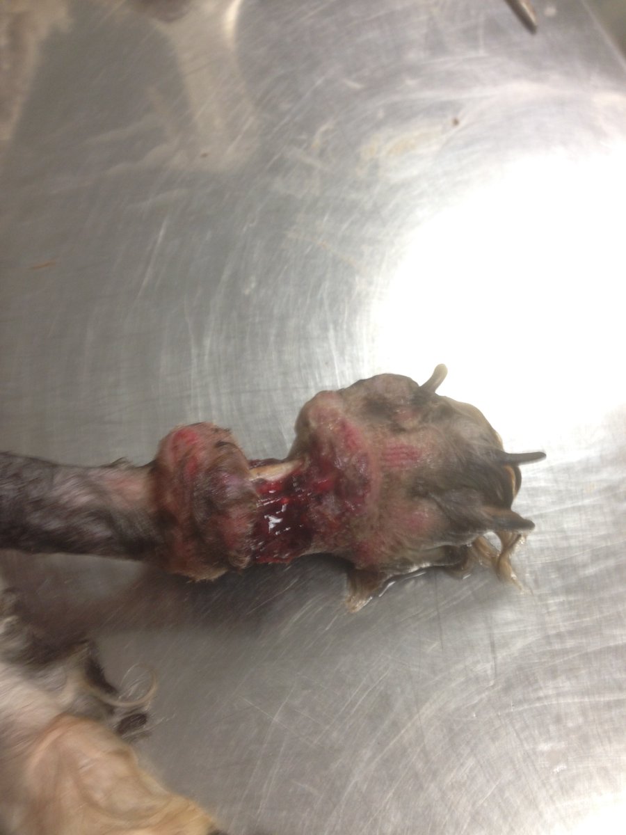 Ose me dire que ça, ce n’est pas de la maltraitance animale. Ose me dire que ça ne te fait rien. Et si tu crois que ces cas sont exceptionnels, dis-toi que c’est juste mon quotidien…