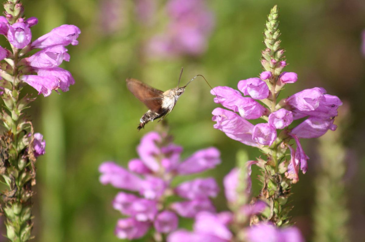 タクミール パァン 写真好きな人と繋がりたい 写真 可愛い 花 ハナトラノオ 自然 虫 クロスキバホウジャク クロスキバホウジャクという虫で とても速くて撮るのが難しかったです ハナトラノオは 8 19の誕生花で 希望 望みの達成