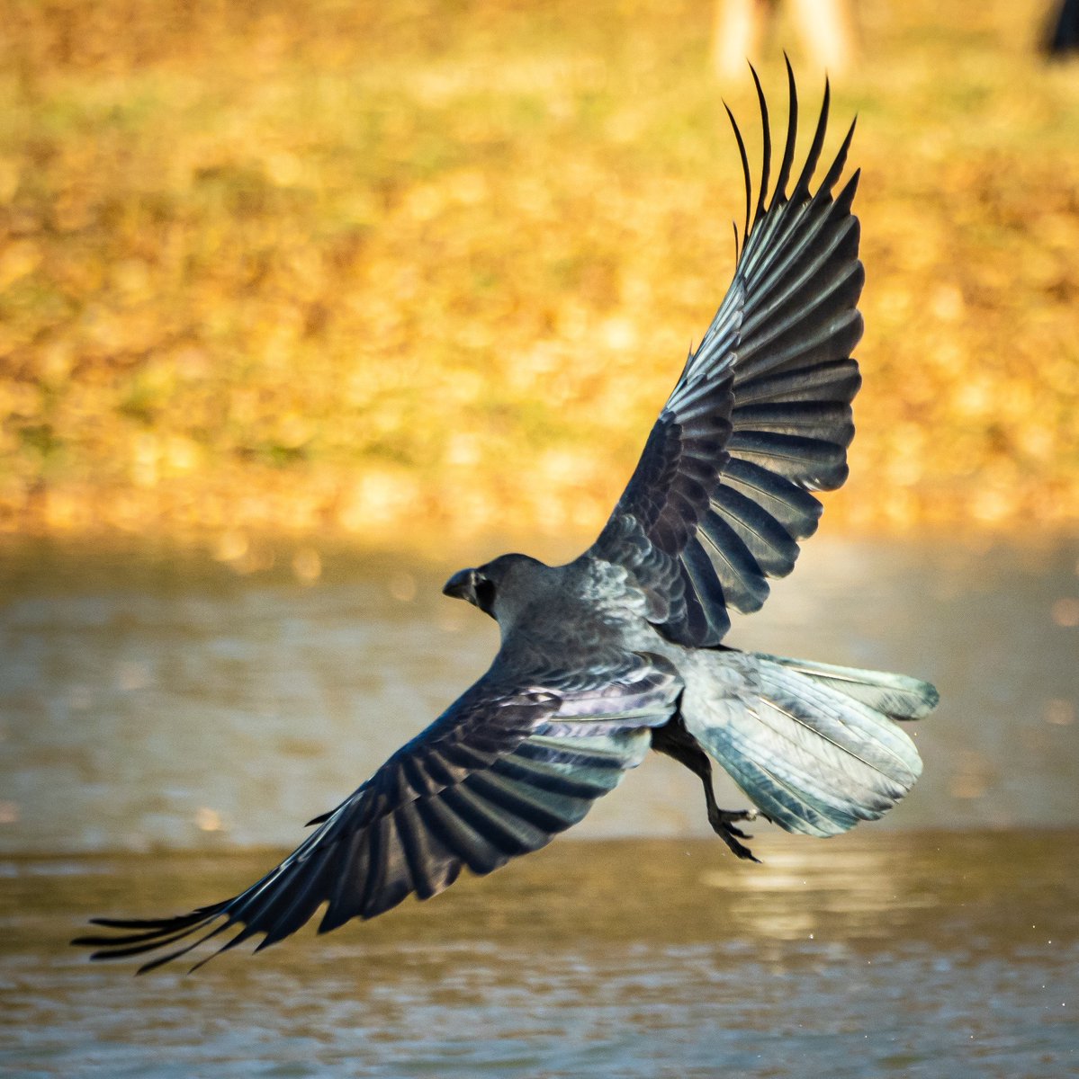 最速 羽ばたく鳥 最速 羽ばたく鳥