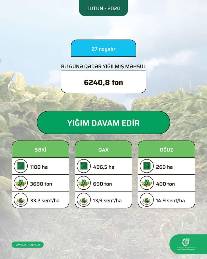agrovolunteers1's tweet photo. OPERATİV MƏLUMAT:
Sahələrdən 6240,8 ton tütün yığılıb. Yığım davam edir.

DAHA ƏTRAFLI: https://t.co/cPm5eoaz7H https://t.co/tBlK5qGjBx