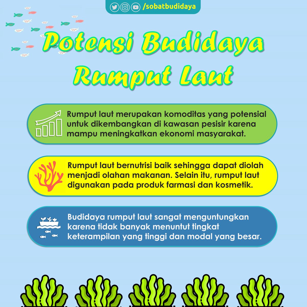 sobatbudidaya's tweet photo. Nah @sobatbudidaya yang tinggal di pesisir cobain yuk budidaya rumput laut. Bisa dengan metode longline, tancap dan lainnya. Untuk kontruksi budidanya, cek tweet sebelumnya ya. #aquaculture #aquaculturenews #akuakulturindonesia #budidayarumputlaut #gracilaria #cotoni https://t.co/Vd0dOOGjUB