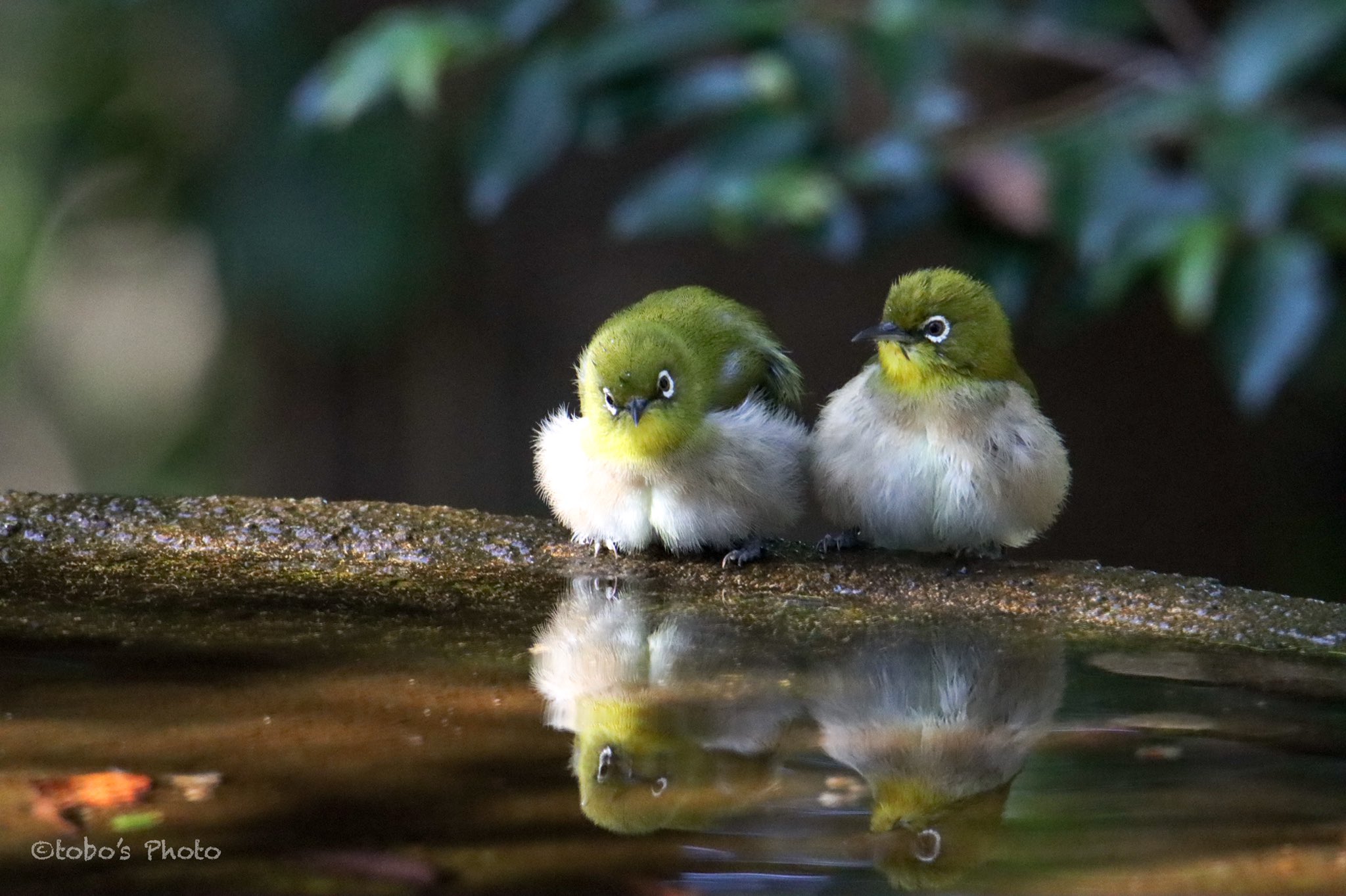 とぼ 彡 鳥撮り 花撮り大好き 最近通っている小鳥達の聖地編 全集中 鳥撮の呼吸 もふもふメジロ団の水浴びの巻 もふもふ感と群れの わちゃわちゃ感が最高に可愛いー g2 Eos90d 全集中 鳥 写真で奏でる私の世界 鳥撮 野鳥