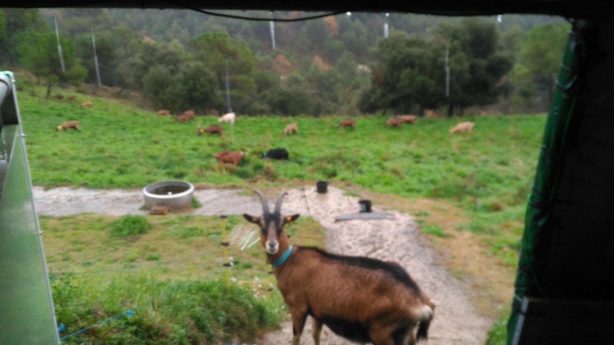Bonic dia de pluja, elles tossudes a fora!