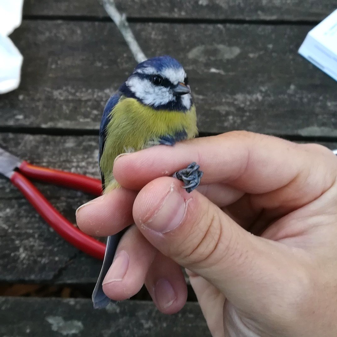 BioBlitz_Tapada's tweet photo. 🧵1/n
Conheça o projecto de anilhagem científica da #TapadaAjuda e visite o projecto @Biodiversity4A  https://t.co/VUBhX7C6Zu para saber que outras espécies da avifauna ali poderão encontrar.
🐦🦅🦉
#CienciaCidada #BioBlitzTapada #anilhagem #aves https://t.co/QQ8WohdWhX
