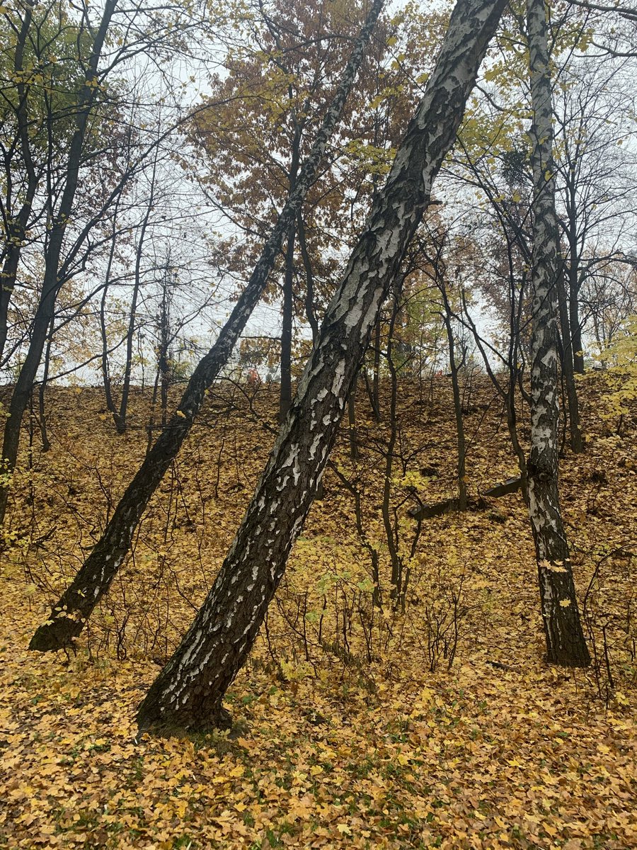 paradise_snake's tweet photo. березовий парк, Дорогожичі vs
Буковий ліс, Густав Клімт
#magicaround https://t.co/Np09mxJKft
