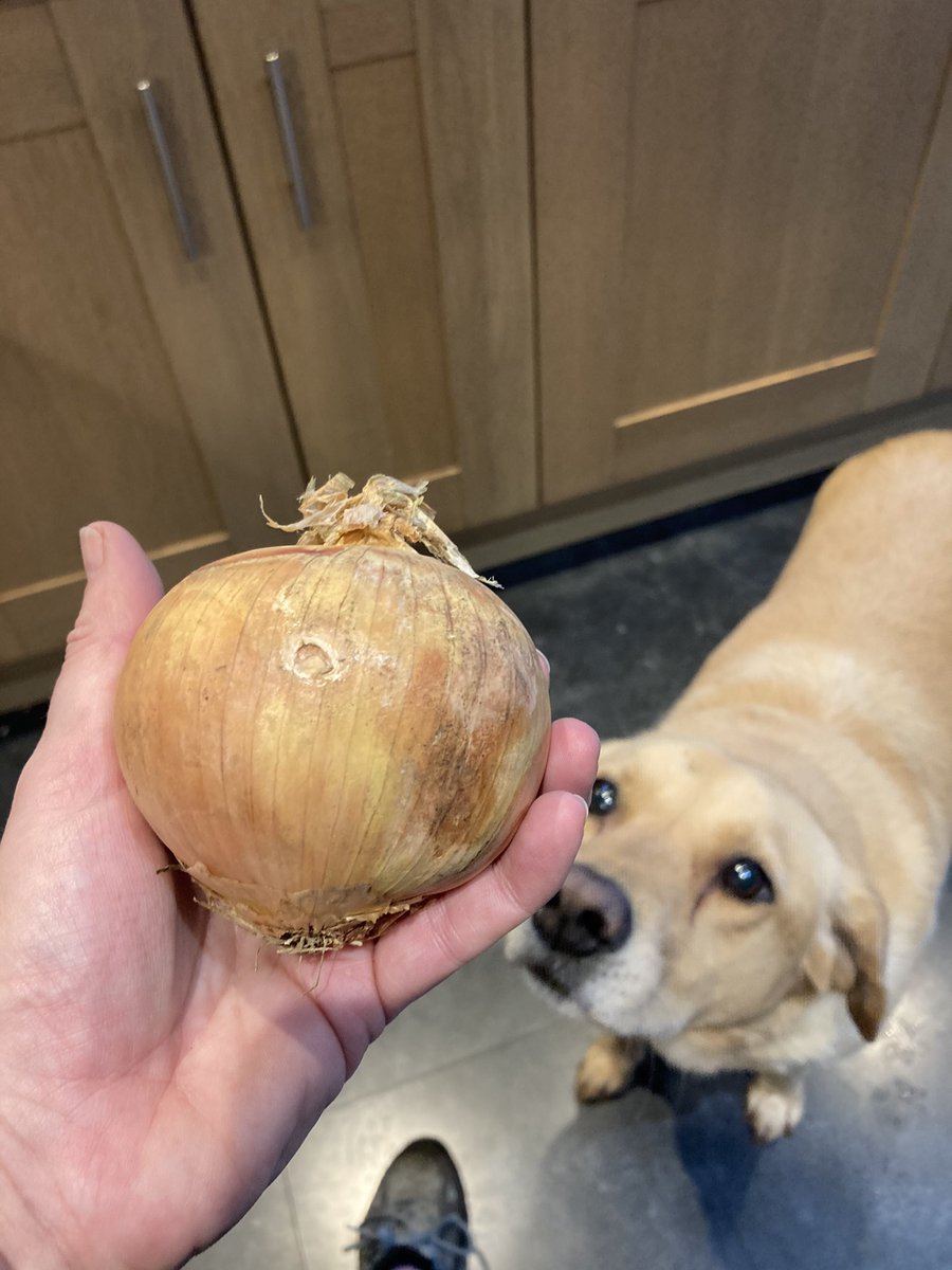 wheelyal's tweet photo. Our health &amp; care system is like an onion!   Credit: @alisonflea for such a positive lens/analogy for me to analyse as a #transformationlead  Who, What, When, Why, How does each layer &amp; membrane add value, or not?  When is the onion most effective?  Thoughts pls ?#dogphotobomb https://t.co/7IQnSFPoAu