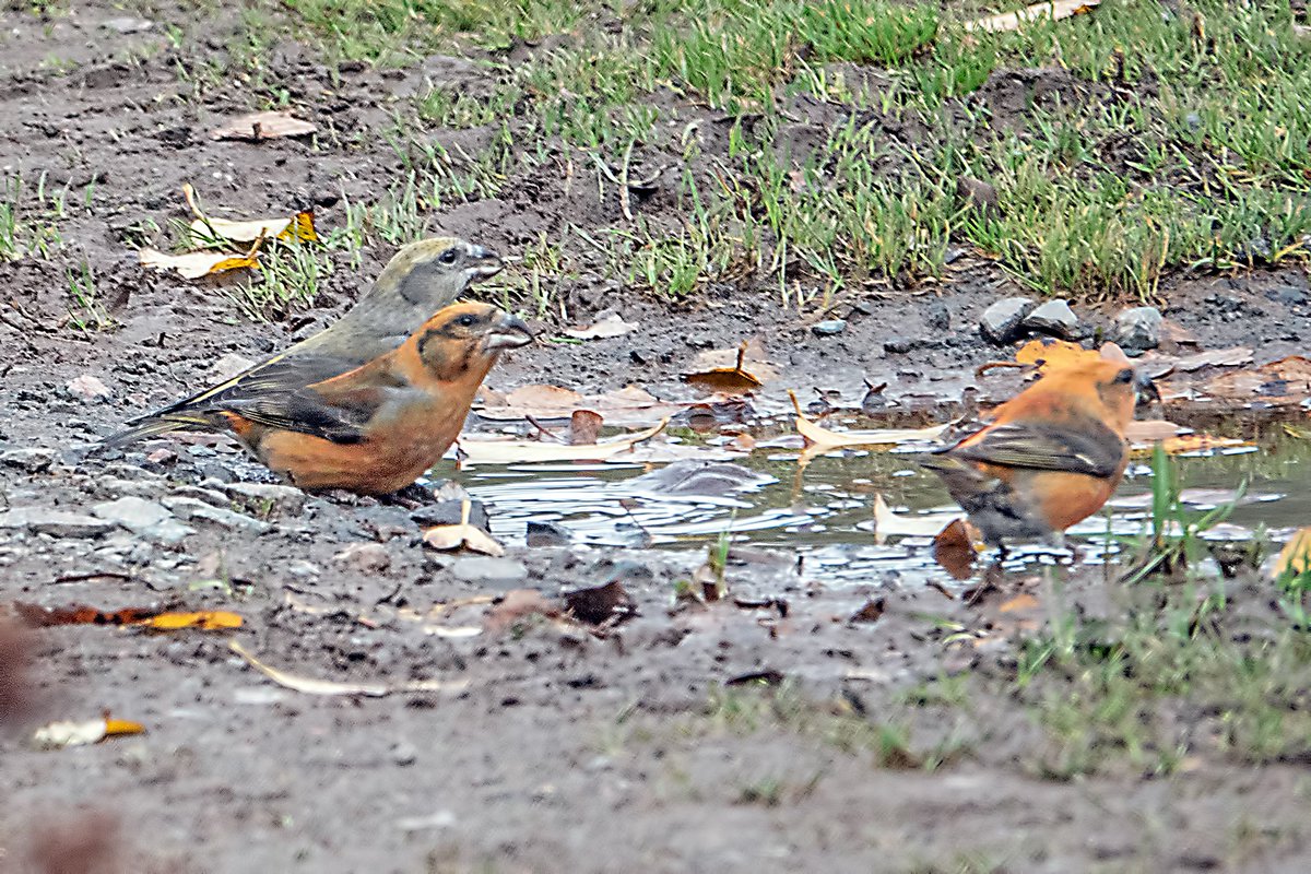 There is always plenty to see at Sherwood Forest, with Crossbills and Tawny Owl being regular. My fav on this visit was the Minotaur Beetle. Typhaeus typhoeus is a species of earth-boring dung beetles native to Europe. The beetles have now become rare and are protected in Germany