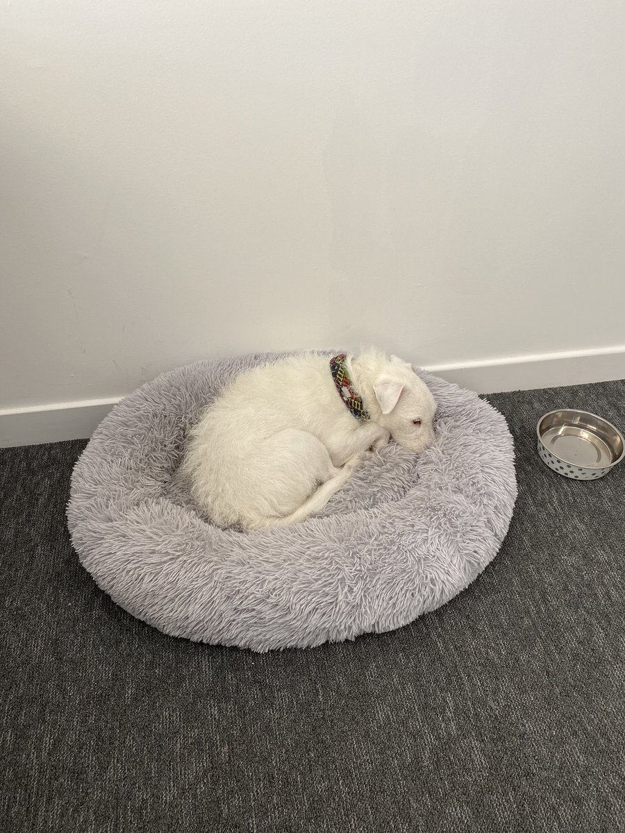 ReallyRealRes's tweet image. Dave is bored but patient and waiting for me to join the #RAREfest20 session track 2 1.15 with @Adam_Pearson @jordanmossom @rosslannon @2heartscreated7 and Dagz.  The question is will he join the webex let’s see .....