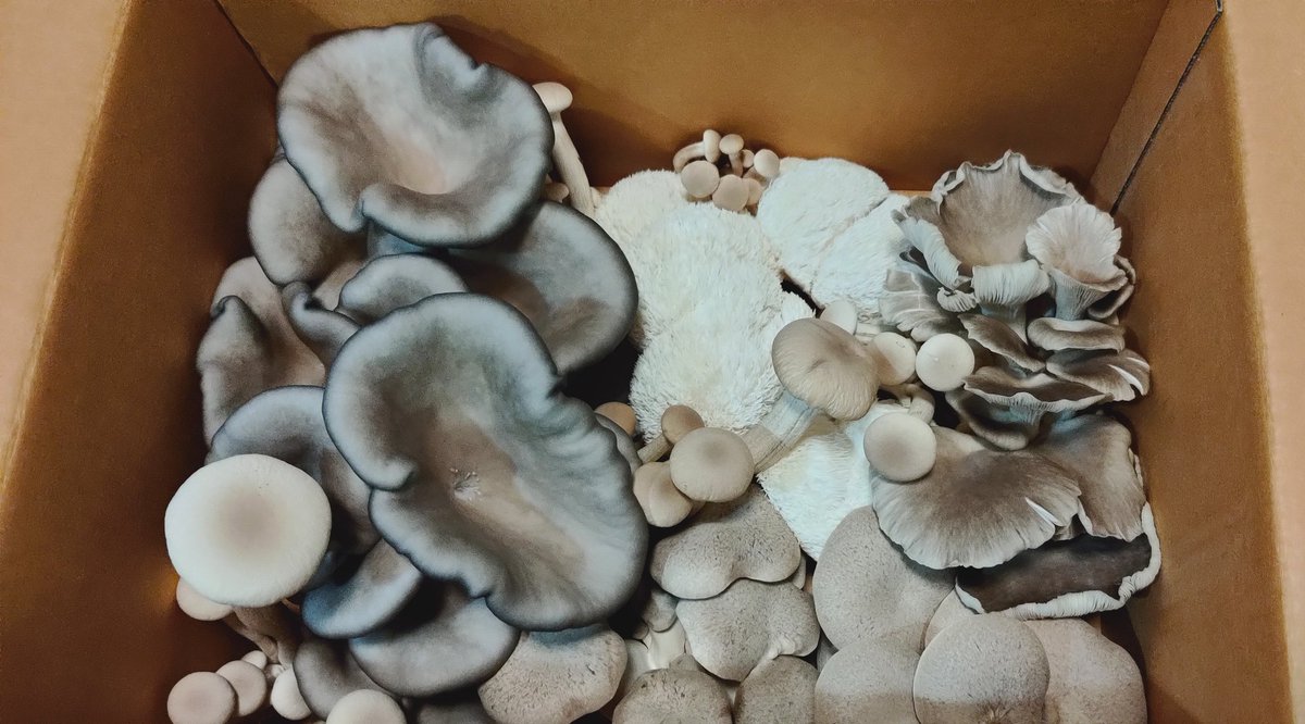 Heng Chooi tweet media