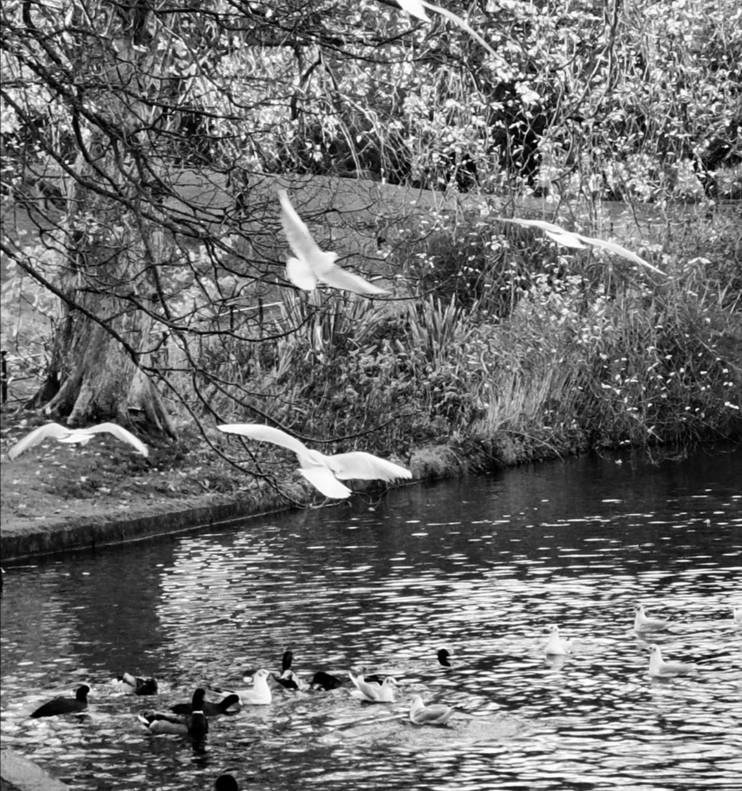 dubliner24's tweet photo. #flight
#duckpond #Lockdown2 #dublinlockdown #PhoenixPark #PeoplesGarden #waterbirds favourite #tree #Dublin https://t.co/ergXUbiouX