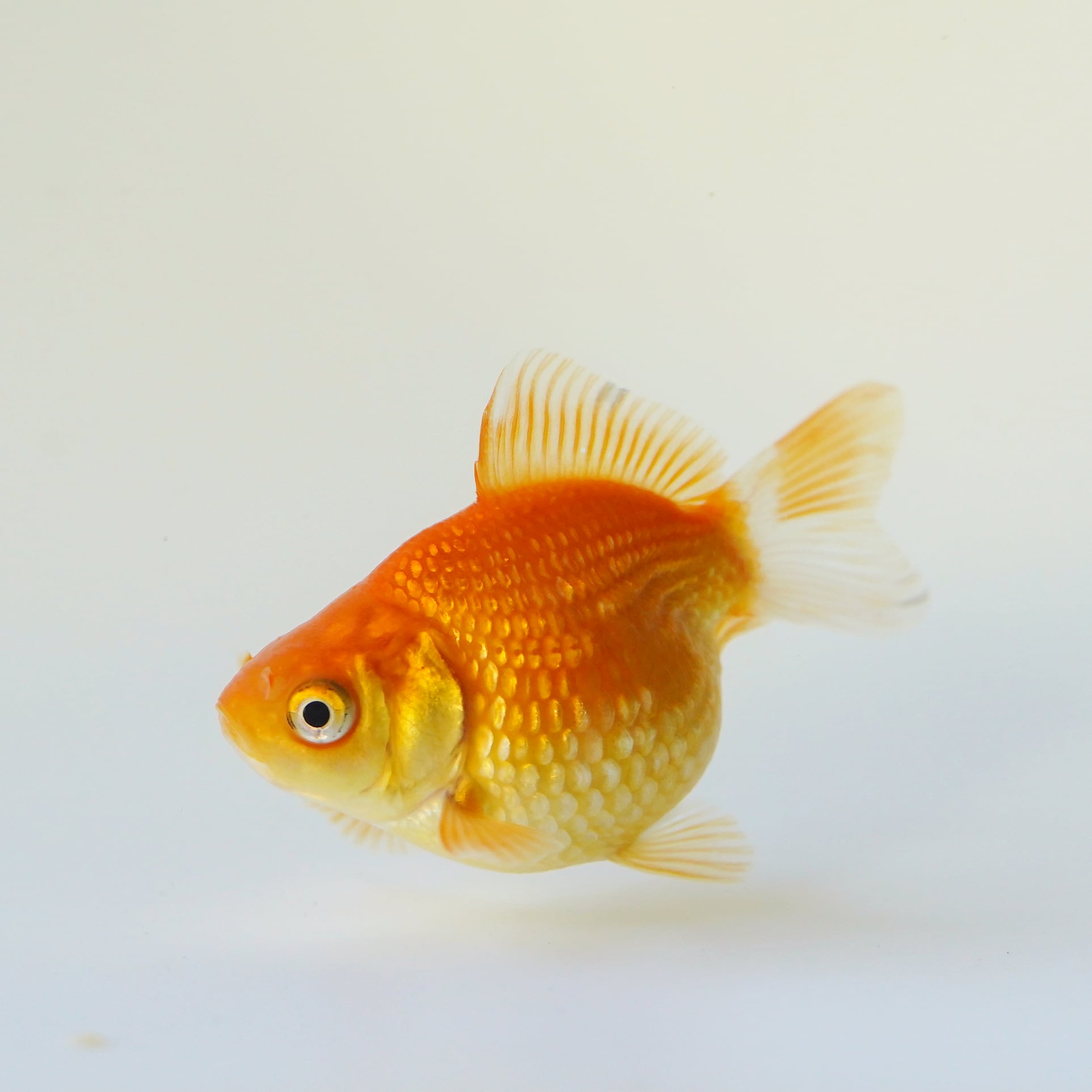 極光金魚展 ちょうちんパール 愛知 金魚 極光金魚 水 Water Goldfish Aquarium T Co Bjqrypnvzv Twitter