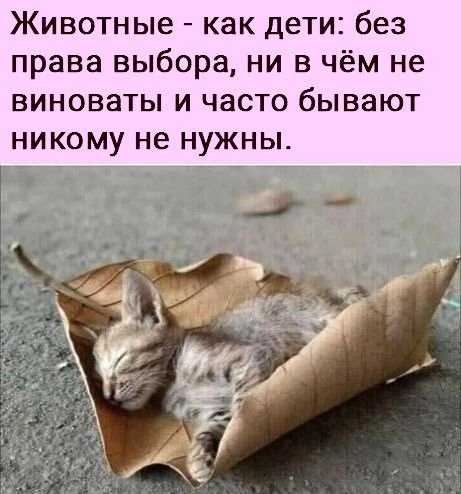 Бeрeгитe живoтных