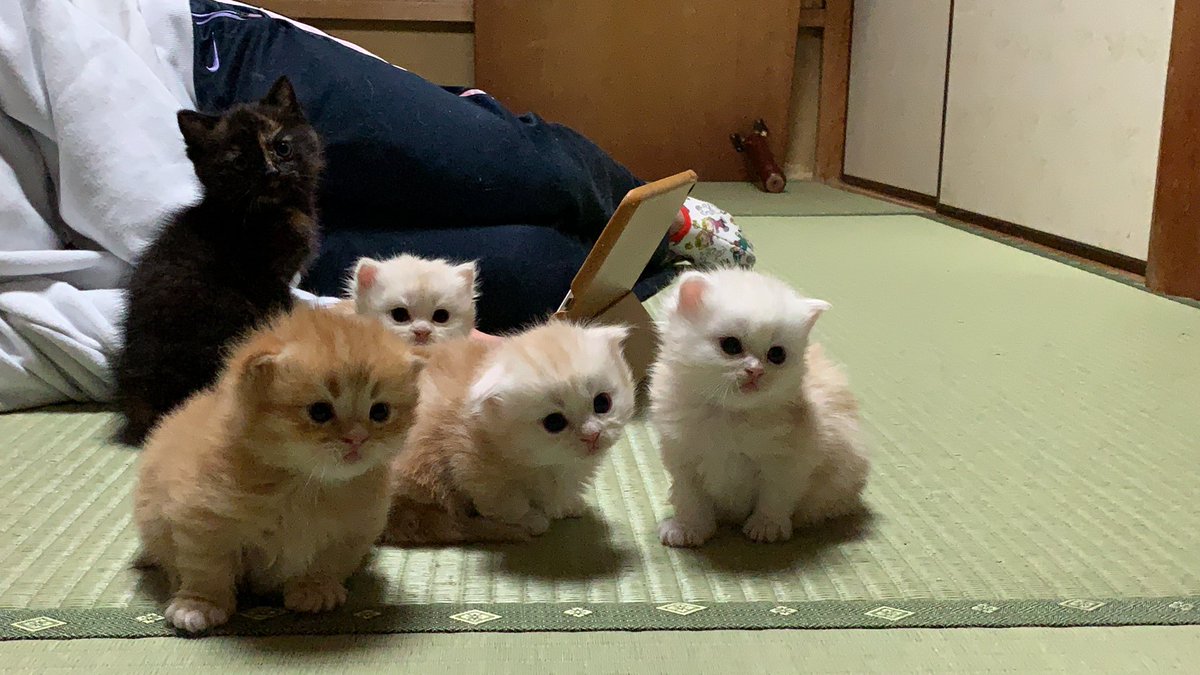 ⭐️よもぎの赤ちゃん達⭐️
よもぎ母さんがご飯の間に撮りました😊
ちょっと大きめなのはほたるひめです😌 https://t.co/wFC1mCsjg0