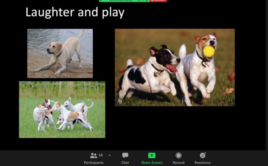 MadhuMuliya's tweet photo. The play face! My favourite part of the really interesting talk on decoding this fascinating action - laughter! We have always wondered at home, if our dog is grinning at times, & even laughing when she reacts to tickles.
Thank you!! @sophiescott & @NeuroNovember
#NeuroNov2020 https://t.co/aXWfpE9dDV