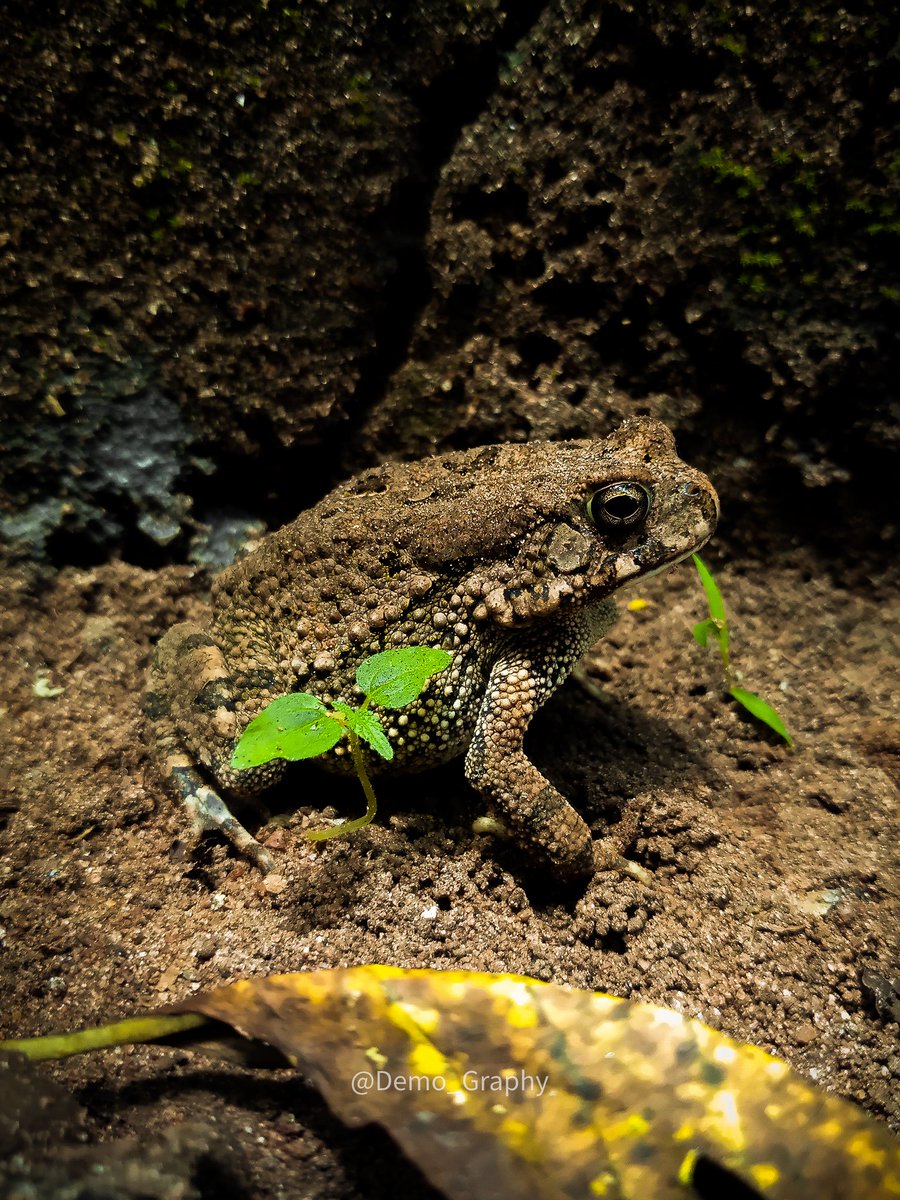 Demo_Swags's tweet photo. I heard that to find your Prince🤴 you have to kiss a lot of Frogs 🐸, so how about you start with this! 🤭😁
.
.
.
#theprincessandthefrog #frogs #frogsofinstagram #frogsleap #gofrogs #mobilephoto #mobilephotograpy #lagosphotographers #theprincessandthefrog https://t.co/EcMPACK96p